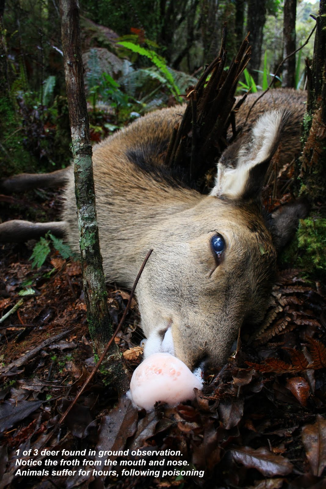 Image result for pink froth 1080 poison