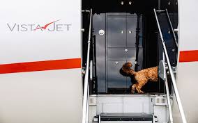 Vista Jets welcome pets onboard via their VistaPet program — BEAM ...