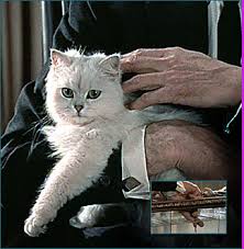 Blofeld`s cat a Persian