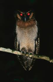 Maybe Rats Aren't to Blame for the Black Death